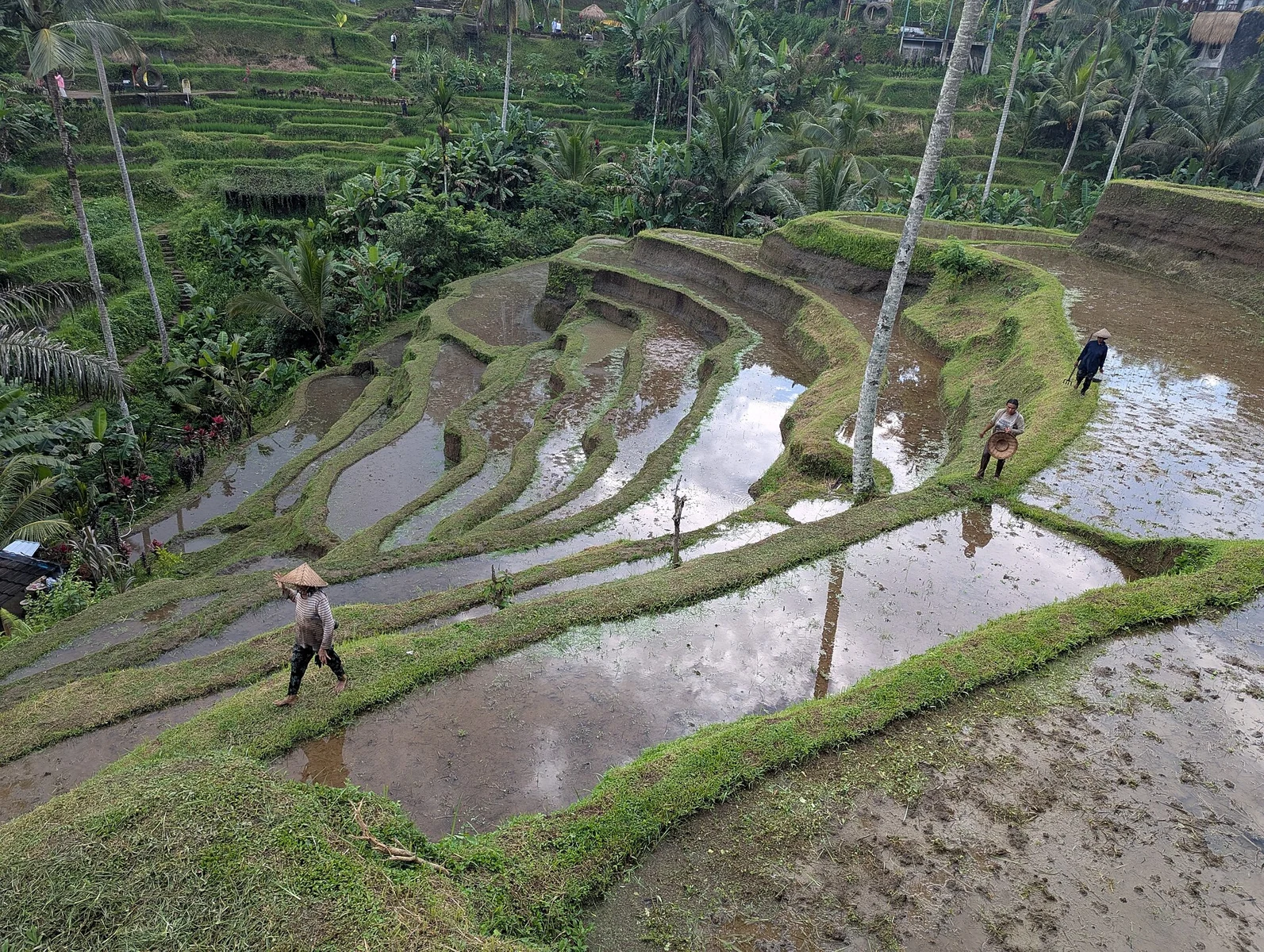 Tegalalang Rice Terraces.jpg